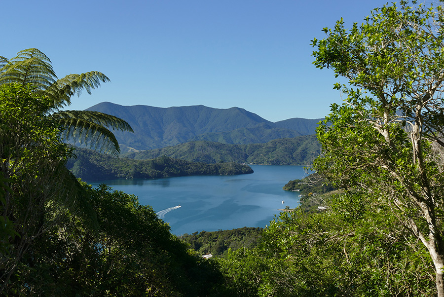 Touring New Zealand: The Queen Charlotte Track – BurritoWagon